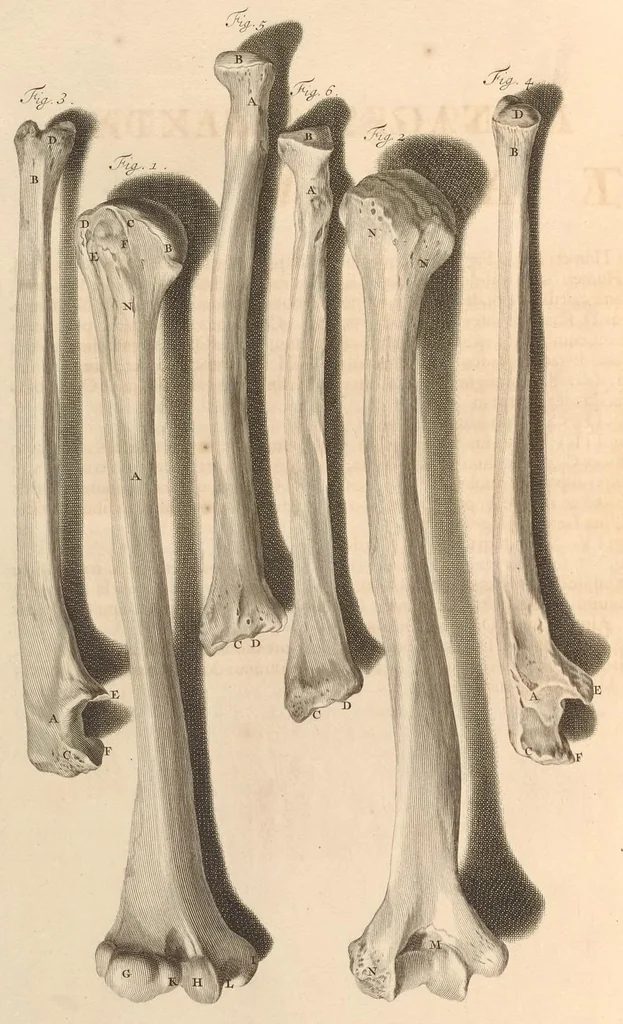 An illustration from Godefridi Bidloo, medicinae doctoris & chirurgi, Anatomia humani corporis : centum & quinque tabulis, per artificiosiss. G. de Lairesse ad vivum delineatis, demonstrata, veterum recentiorumque inventis explicata plurimisque hactenus non detectis, illustrata, 1685, leaf 321