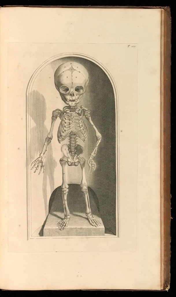 An illustration from Godefridi Bidloo, medicinae doctoris & chirurgi, Anatomia humani corporis : centum & quinque tabulis, per artificiosiss. G. de Lairesse ad vivum delineatis, demonstrata, veterum recentiorumque inventis explicata plurimisque hactenus non detectis, illustrata, 1685, leaf 336