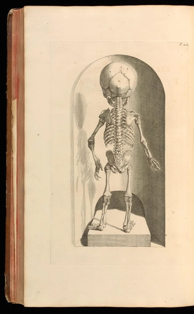 An illustration from Godefridi Bidloo, medicinae doctoris & chirurgi, Anatomia humani corporis : centum & quinque tabulis, per artificiosiss. G. de Lairesse ad vivum delineatis, demonstrata, veterum recentiorumque inventis explicata plurimisque hactenus non detectis, illustrata, 1685, leaf 339