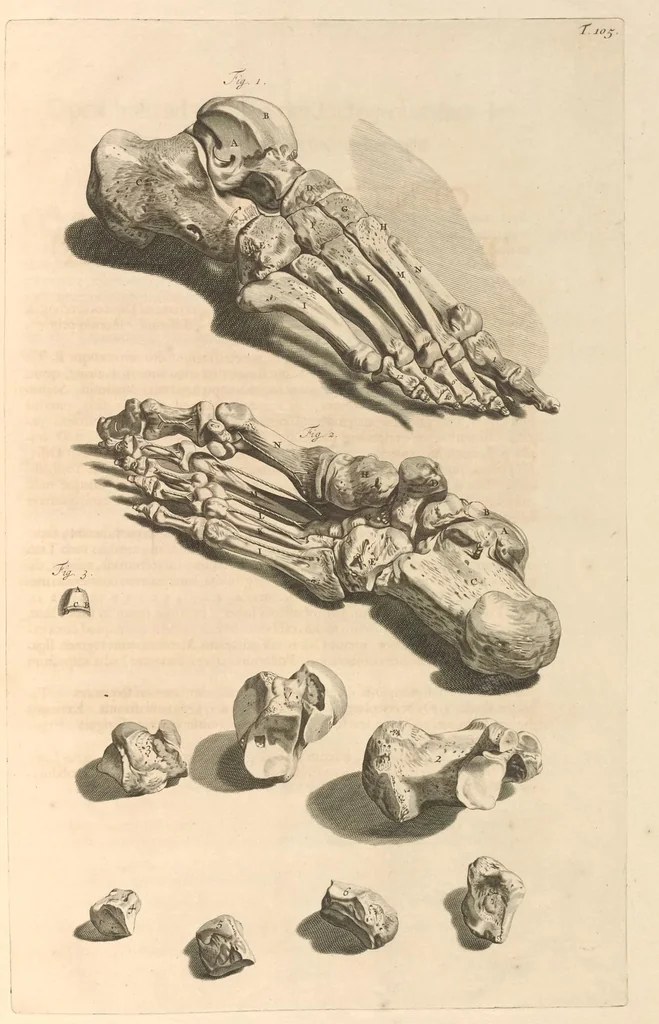 An illustration from Godefridi Bidloo, medicinae doctoris & chirurgi, Anatomia humani corporis : centum & quinque tabulis, per artificiosiss. G. de Lairesse ad vivum delineatis, demonstrata, veterum recentiorumque inventis explicata plurimisque hactenus non detectis, illustrata, 1685, leaf 348
