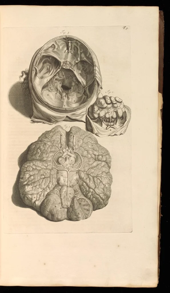 An illustration from Godefridi Bidloo, medicinae doctoris & chirurgi, Anatomia humani corporis : centum & quinque tabulis, per artificiosiss. G. de Lairesse ad vivum delineatis, demonstrata, veterum recentiorumque inventis explicata plurimisque hactenus non detectis, illustrata, 1685, leaf 44