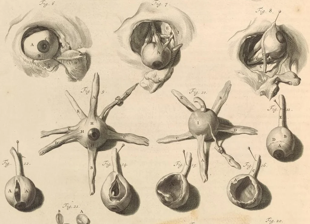 An illustration from Godefridi Bidloo, medicinae doctoris & chirurgi, Anatomia humani corporis : centum & quinque tabulis, per artificiosiss. G. de Lairesse ad vivum delineatis, demonstrata, veterum recentiorumque inventis explicata plurimisque hactenus non detectis, illustrata, 1685, leaf 53
