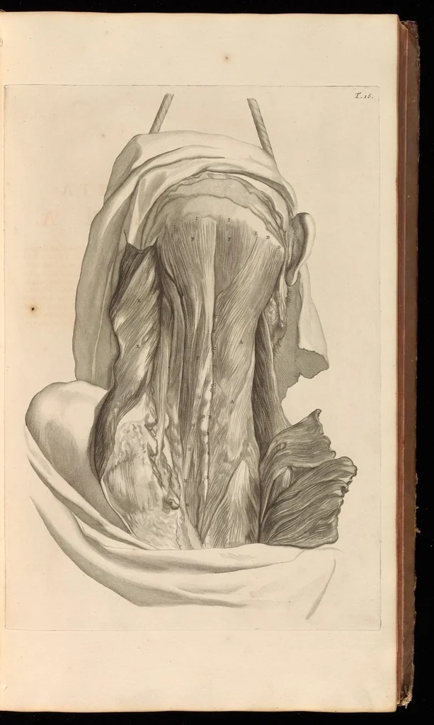 An illustration from Godefridi Bidloo, medicinae doctoris & chirurgi, Anatomia humani corporis : centum & quinque tabulis, per artificiosiss. G. de Lairesse ad vivum delineatis, demonstrata, veterum recentiorumque inventis explicata plurimisque hactenus non detectis, illustrata, 1685, leaf 70