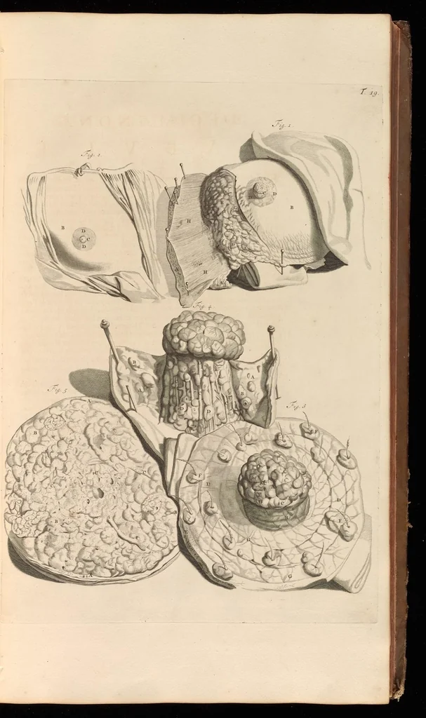 An illustration from Godefridi Bidloo, medicinae doctoris & chirurgi, Anatomia humani corporis : centum & quinque tabulis, per artificiosiss. G. de Lairesse ad vivum delineatis, demonstrata, veterum recentiorumque inventis explicata plurimisque hactenus non detectis, illustrata, 1685, leaf 80