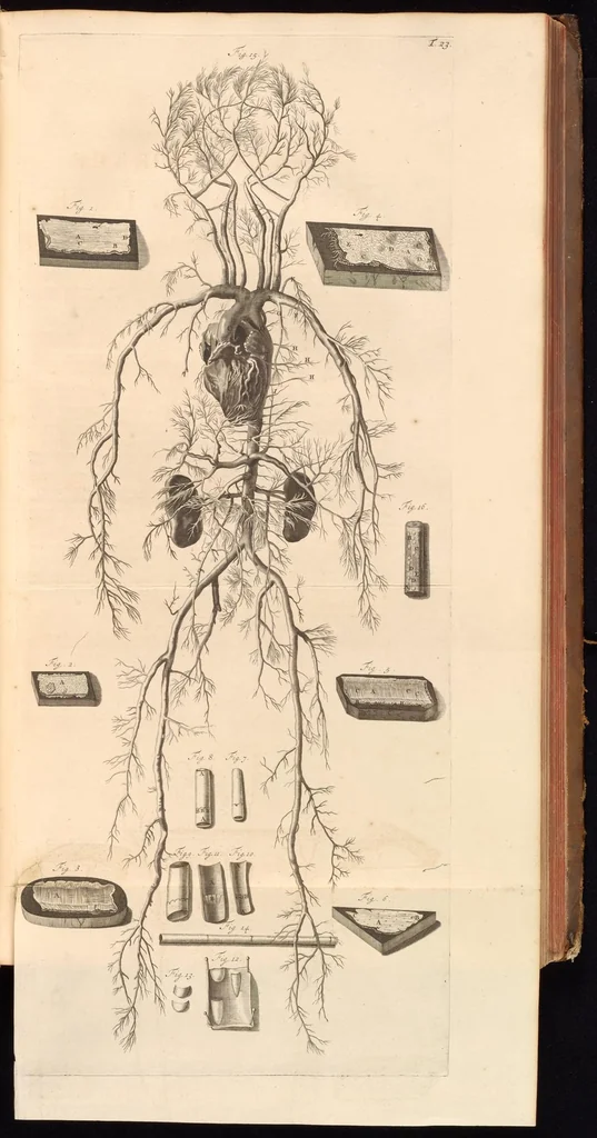 An illustration from Godefridi Bidloo, medicinae doctoris & chirurgi, Anatomia humani corporis : centum & quinque tabulis, per artificiosiss. G. de Lairesse ad vivum delineatis, demonstrata, veterum recentiorumque inventis explicata plurimisque hactenus non detectis, illustrata, 1685, leaf 92