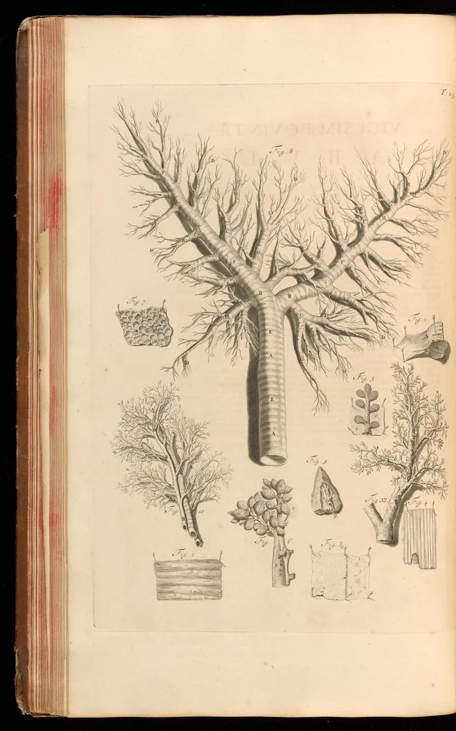 An illustration from Godefridi Bidloo, medicinae doctoris & chirurgi, Anatomia humani corporis : centum & quinque tabulis, per artificiosiss. G. de Lairesse ad vivum delineatis, demonstrata, veterum recentiorumque inventis explicata plurimisque hactenus non detectis, illustrata, 1685, leaf 99