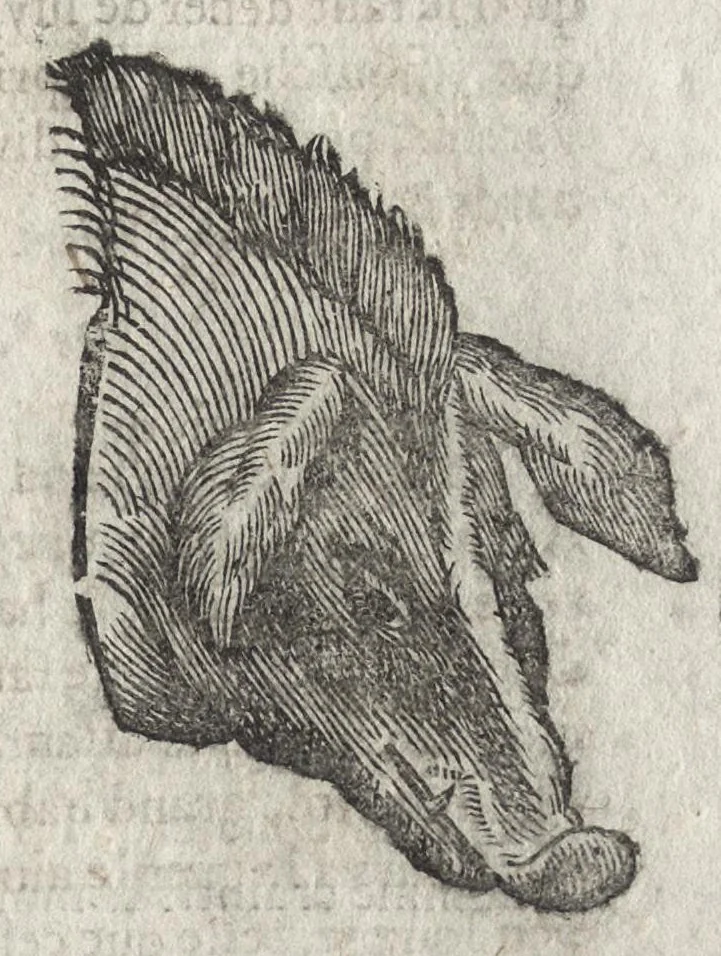 An illustration from La physionomie humaine de Iean Baptiste Porta neapolitain, divisée en quatre liures : enrichie de quantité de figures tirées au naturel, ou par les signes exterieurs du corps, on voit si clairement la complexion, les mœurs, & les desseins des hommes, qu'on semble penetrer iusques au plus profond de leurs ames ..., 1655, leaf 252