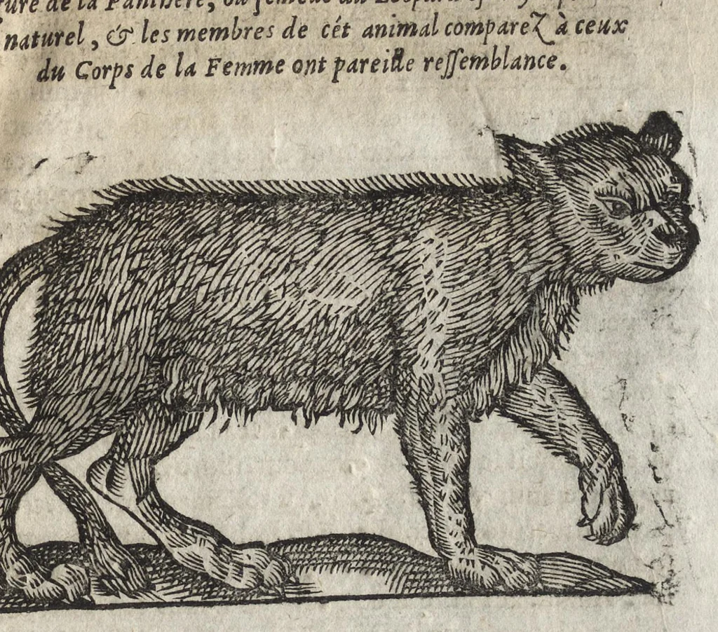 An illustration from La physionomie humaine de Iean Baptiste Porta neapolitain, divisée en quatre liures : enrichie de quantité de figures tirées au naturel, ou par les signes exterieurs du corps, on voit si clairement la complexion, les mœurs, & les desseins des hommes, qu'on semble penetrer iusques au plus profond de leurs ames ..., 1655, leaf 70