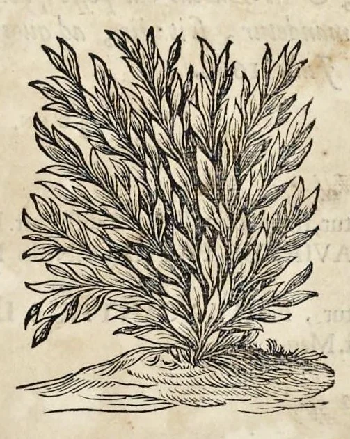 An illustration from Athanasii Kircheri e Soc. Jesu Ars magna sciendi, in XII libros digesta : qua nova & universali methodo per artificiosum combinationum contextum de omni re proposita plurimis & prope infinitis rationibus disputari, omniumque summaria quaedam cognitio comparari potest, 1669, leaf 8