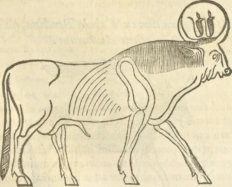 An illustration from Athanasii Kircheri e Soc. Iesu Obeliscus Pamphilius, hoc est, Interpretatio noua & hucusque intentata obelisci hieroglyphici quem non ita pridem ex veteri hippodromo Antonini Caracallae Caesaris, in agonale forum transtulit, integritati restituit & in Vbis Aeternae ornamentum erexit Innocentius X. Pont. Max. : in quo post varia Aegyptiacae, Chaldaicae, Hebraicae, Graecanicae antiquitatis doctrinaeque qua sacrae, qua profanae monumenta, veterum tandem theologia, hieroglyphicis inuoluta symbolis, detecta e tenebris in lucem asseritur, 1650, leaf 336