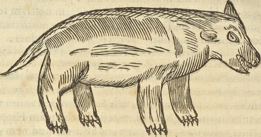 An illustration from Athanasii Kircheri e Soc. Iesu Obeliscus Pamphilius, hoc est, Interpretatio noua & hucusque intentata obelisci hieroglyphici quem non ita pridem ex veteri hippodromo Antonini Caracallae Caesaris, in agonale forum transtulit, integritati restituit & in Vbis Aeternae ornamentum erexit Innocentius X. Pont. Max. : in quo post varia Aegyptiacae, Chaldaicae, Hebraicae, Graecanicae antiquitatis doctrinaeque qua sacrae, qua profanae monumenta, veterum tandem theologia, hieroglyphicis inuoluta symbolis, detecta e tenebris in lucem asseritur, 1650, leaf 381