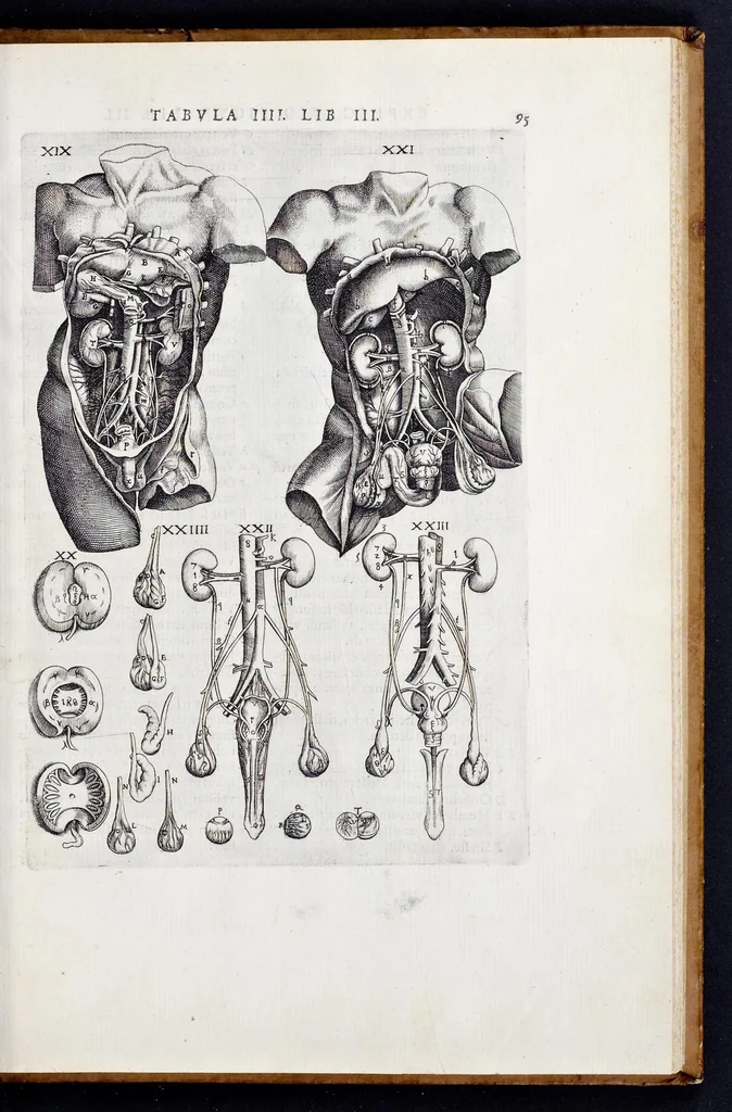An illustration from Vivae imagines partivm corporis hvmani aereis formis expressae, 1566, leaf 100