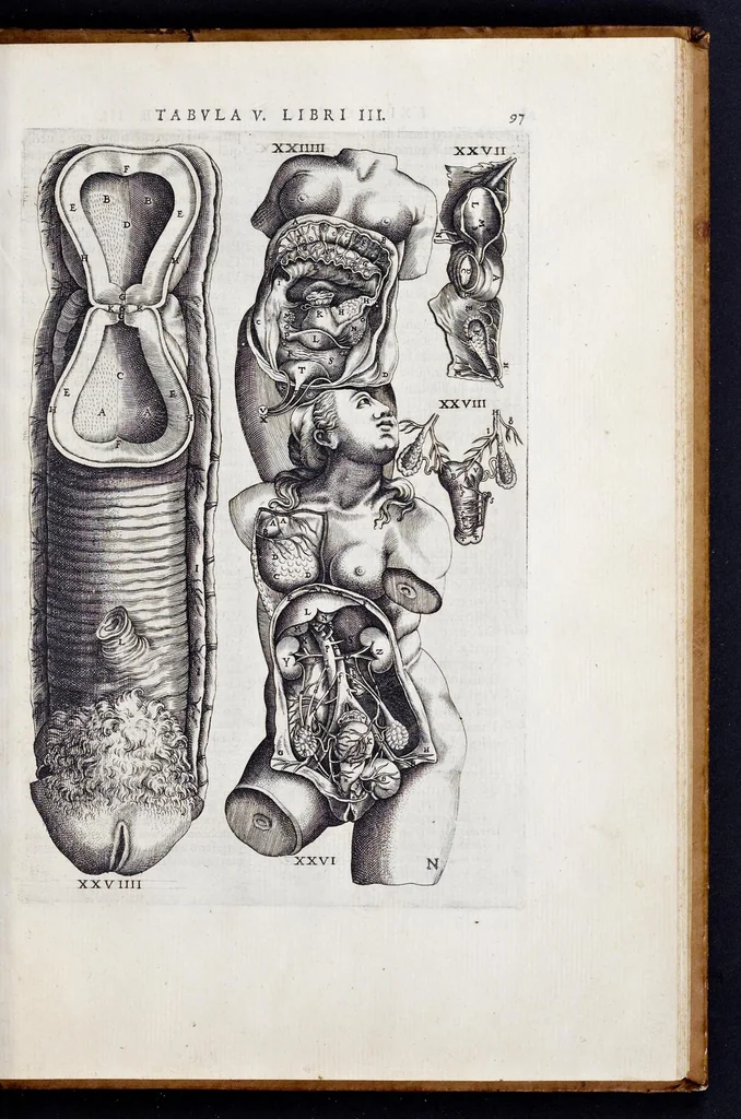 An illustration from Vivae imagines partivm corporis hvmani aereis formis expressae, 1566, leaf 102