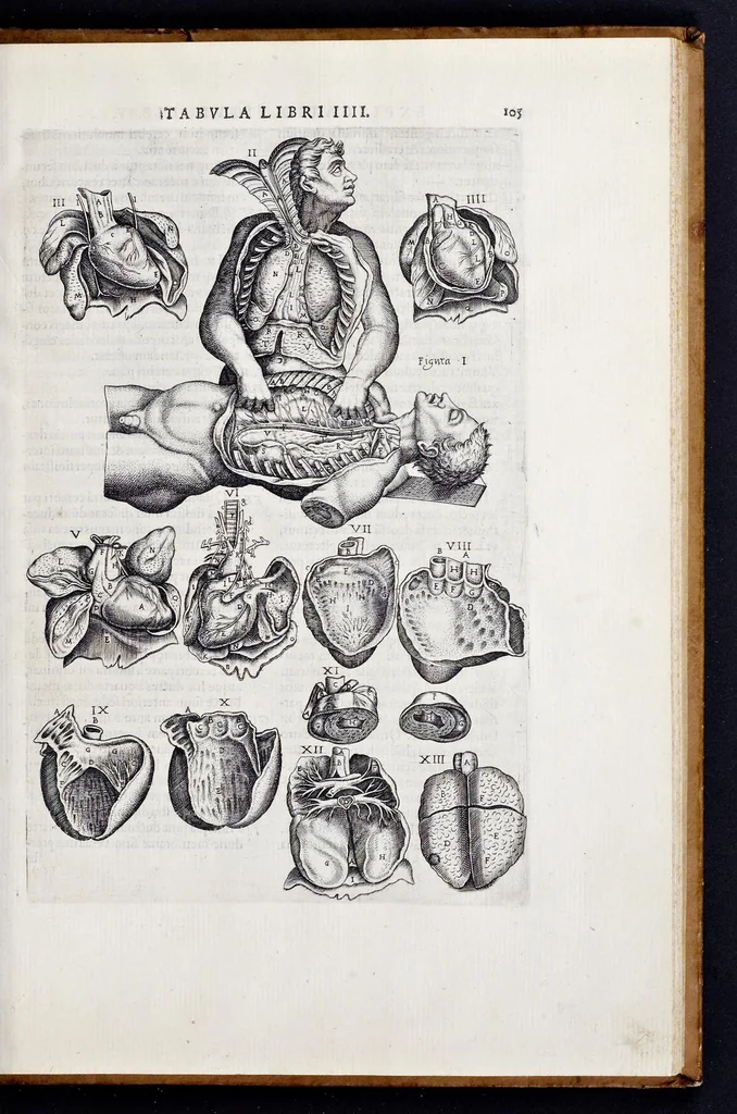 An illustration from Vivae imagines partivm corporis hvmani aereis formis expressae, 1566, leaf 110