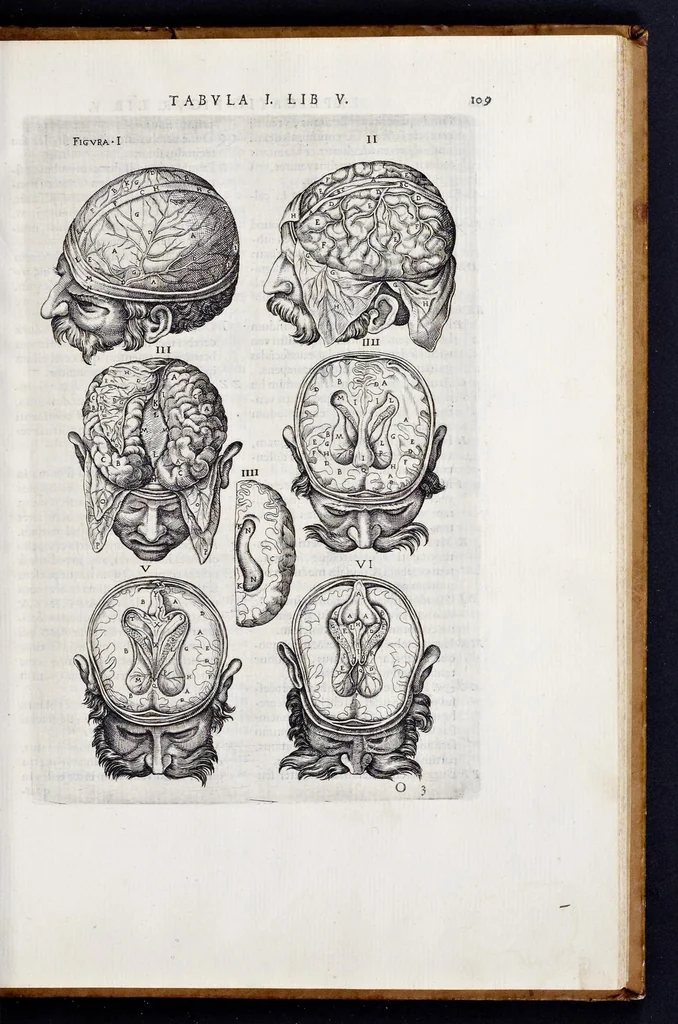 An illustration from Vivae imagines partivm corporis hvmani aereis formis expressae, 1566, leaf 114