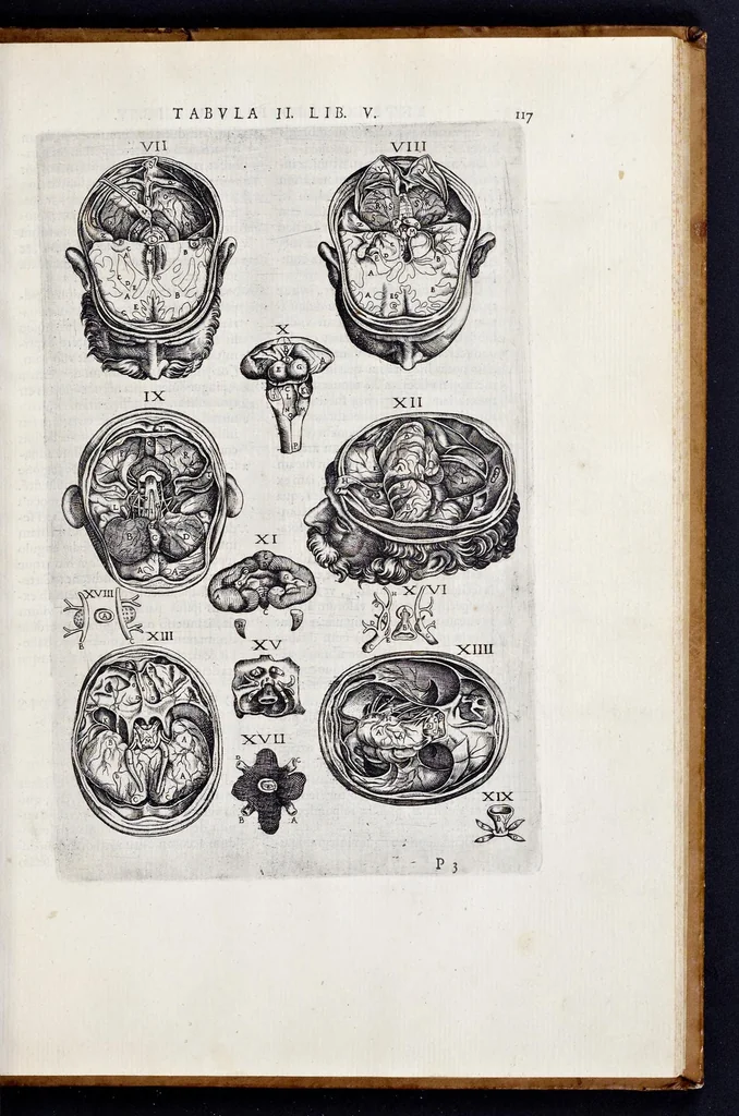 An illustration from Vivae imagines partivm corporis hvmani aereis formis expressae, 1566, leaf 122