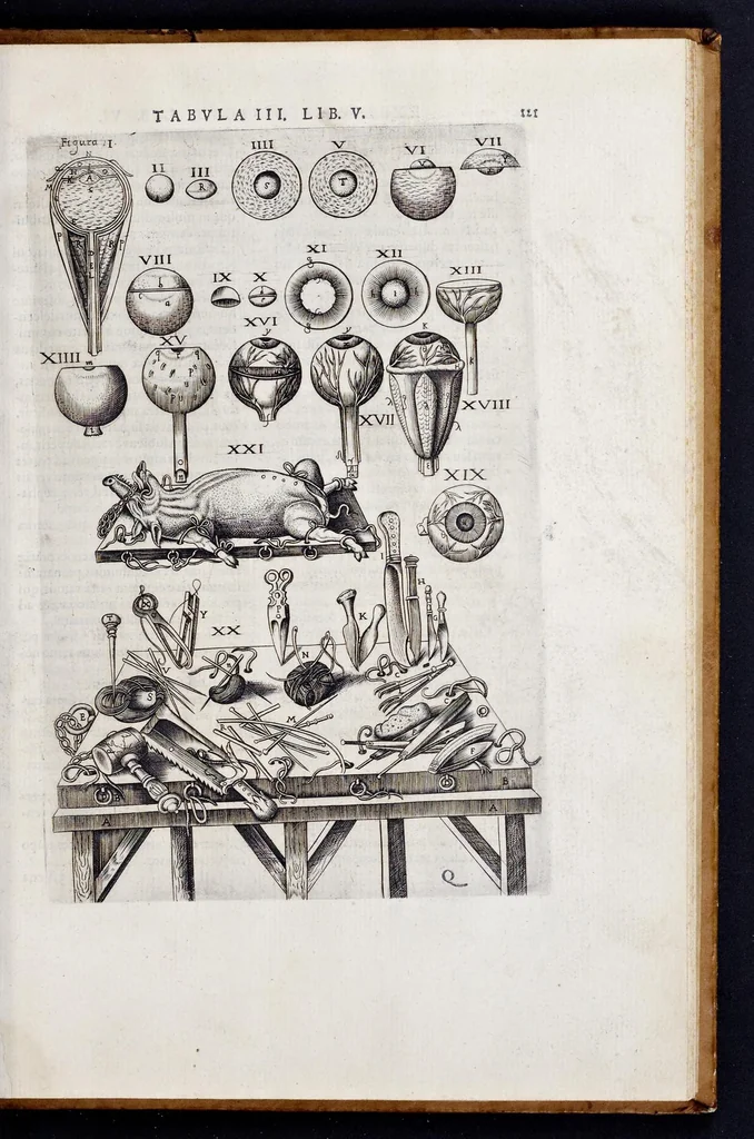 An illustration from Vivae imagines partivm corporis hvmani aereis formis expressae, 1566, leaf 126