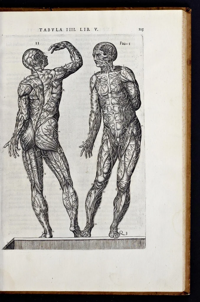 An illustration from Vivae imagines partivm corporis hvmani aereis formis expressae, 1566, leaf 130