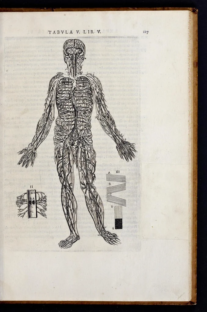 An illustration from Vivae imagines partivm corporis hvmani aereis formis expressae, 1566, leaf 132