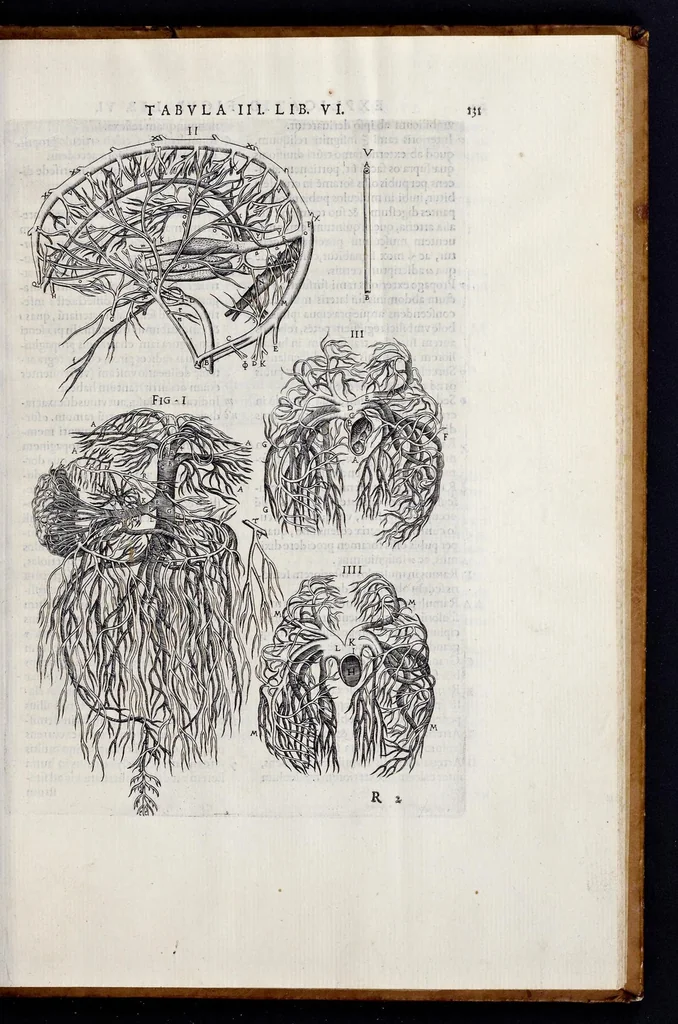 An illustration from Vivae imagines partivm corporis hvmani aereis formis expressae, 1566, leaf 138