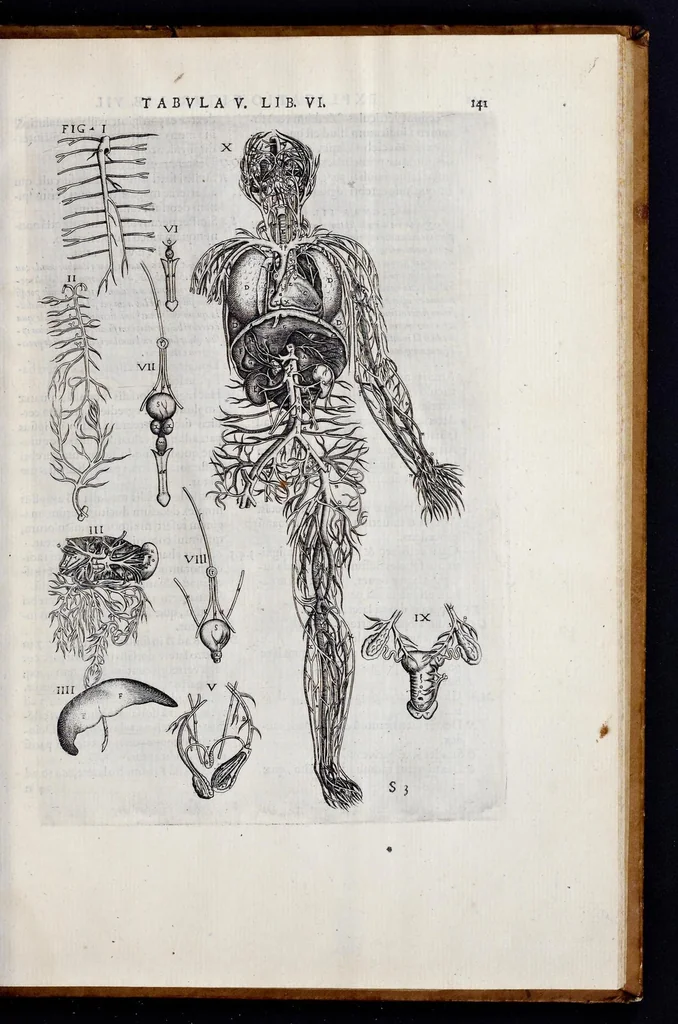 An illustration from Vivae imagines partivm corporis hvmani aereis formis expressae, 1566, leaf 148