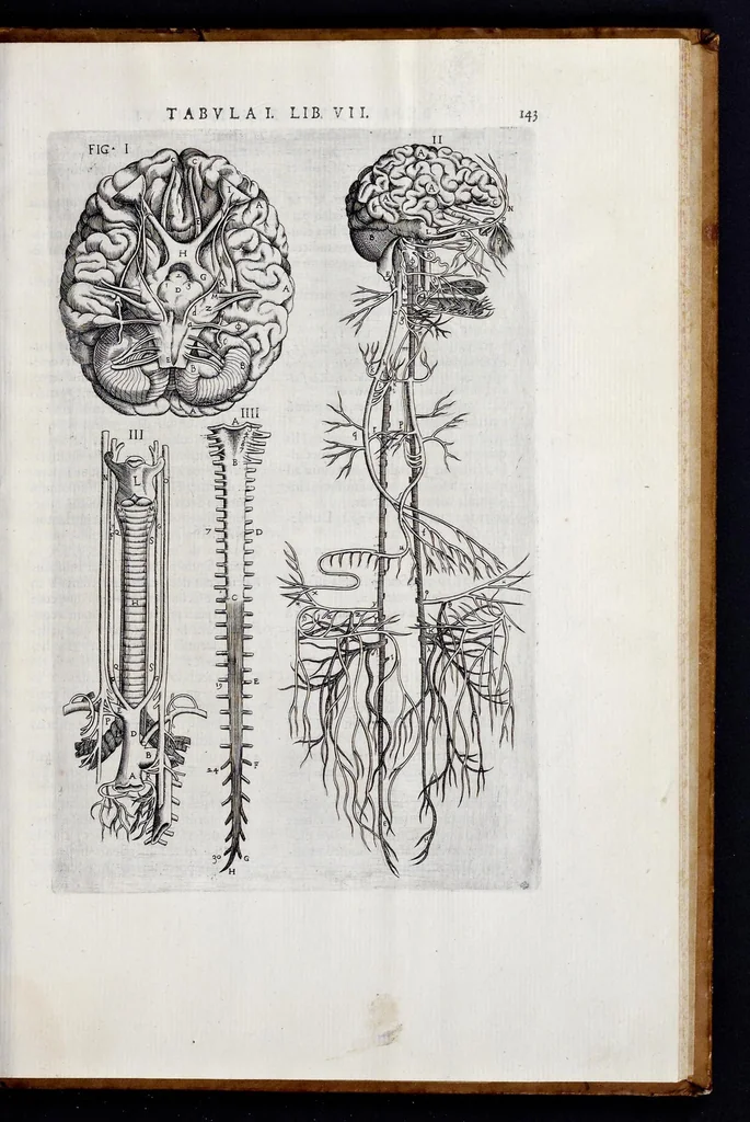 An illustration from Vivae imagines partivm corporis hvmani aereis formis expressae, 1566, leaf 150