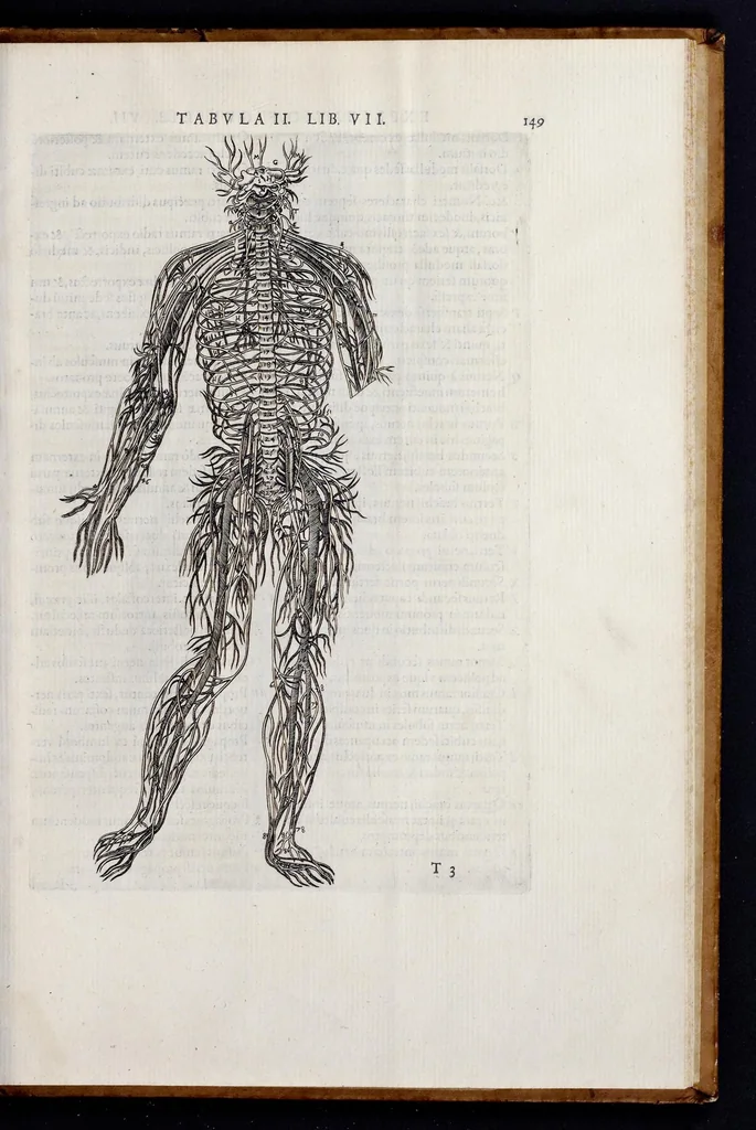 An illustration from Vivae imagines partivm corporis hvmani aereis formis expressae, 1566, leaf 156