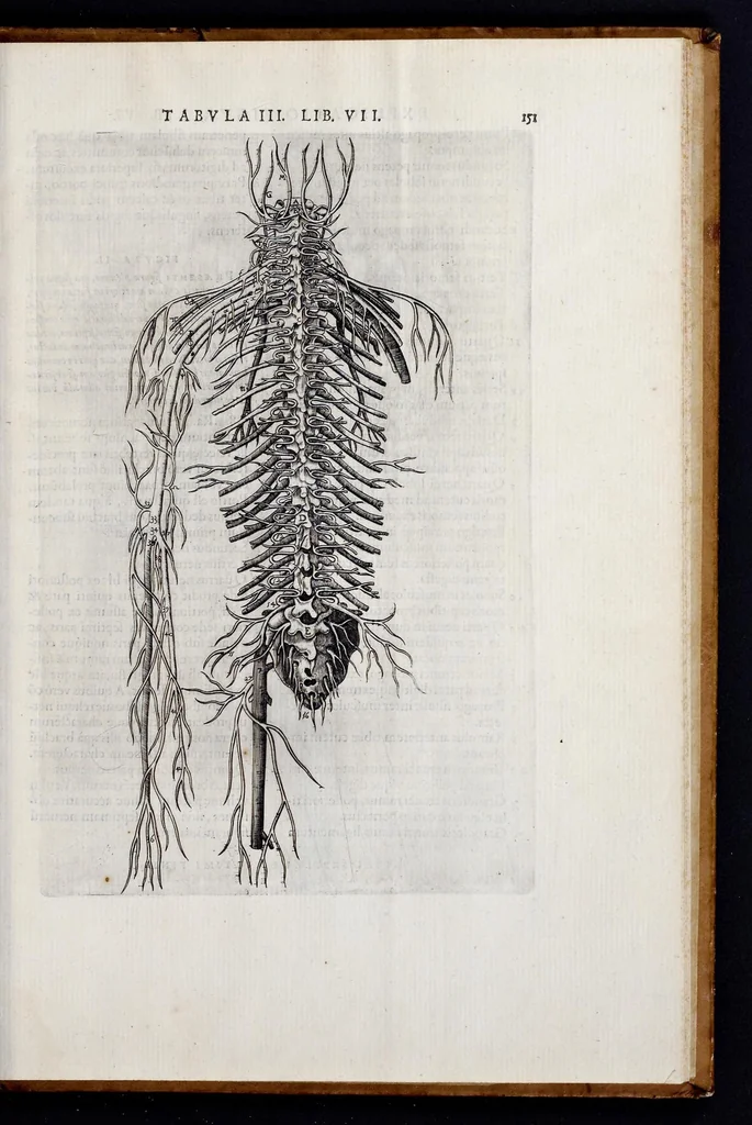 An illustration from Vivae imagines partivm corporis hvmani aereis formis expressae, 1566, leaf 158