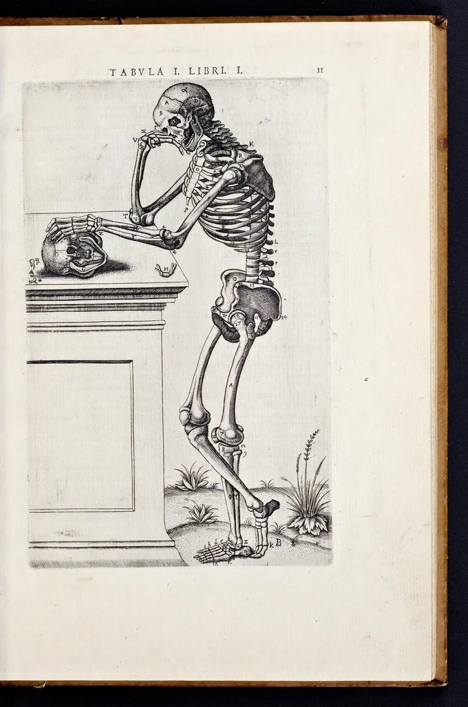 An illustration from Vivae imagines partivm corporis hvmani aereis formis expressae, 1566, leaf 16