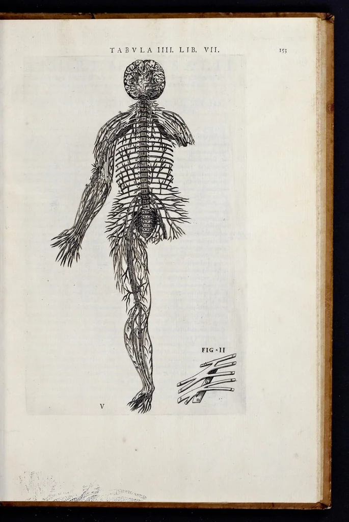 An illustration from Vivae imagines partivm corporis hvmani aereis formis expressae, 1566, leaf 160