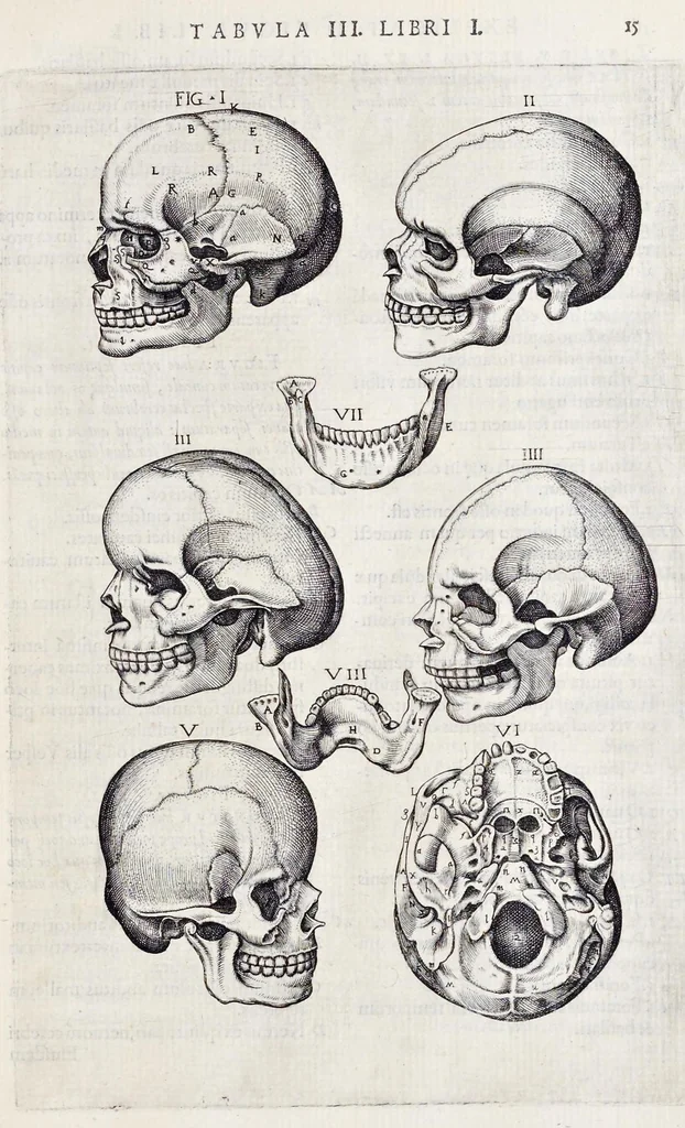 An illustration from Vivae imagines partivm corporis hvmani aereis formis expressae, 1566, leaf 20
