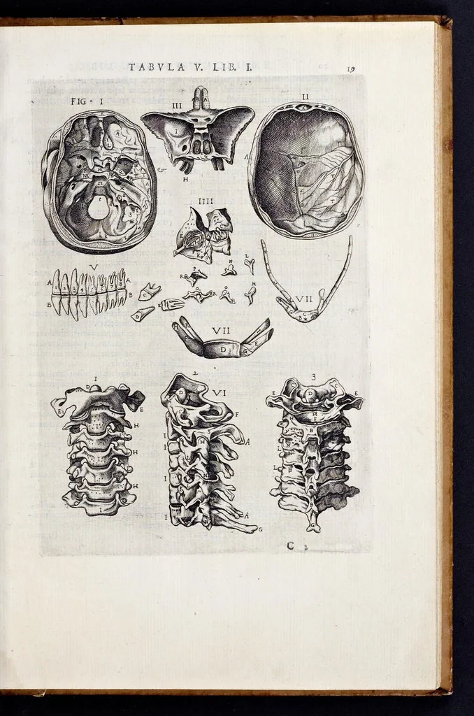 An illustration from Vivae imagines partivm corporis hvmani aereis formis expressae, 1566, leaf 24