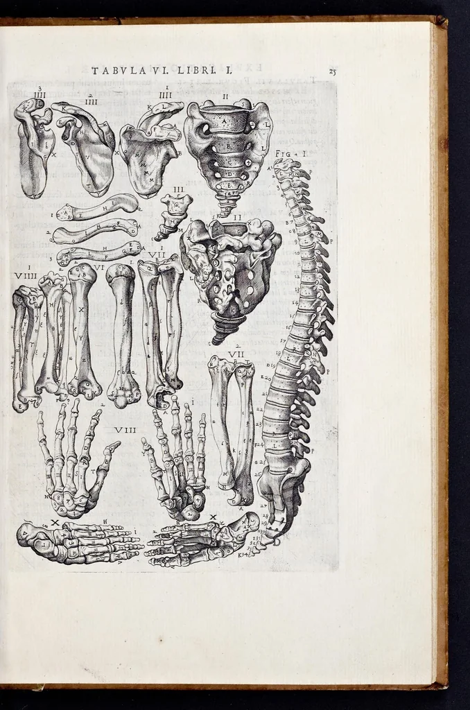 An illustration from Vivae imagines partivm corporis hvmani aereis formis expressae, 1566, leaf 30