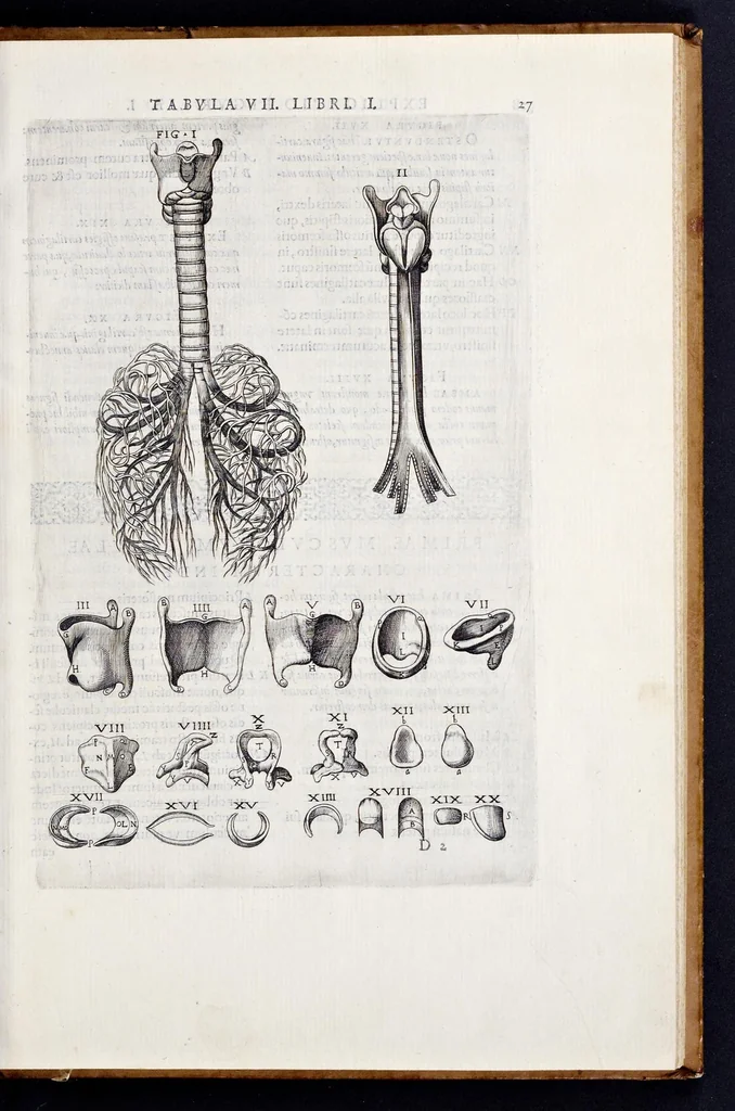 An illustration from Vivae imagines partivm corporis hvmani aereis formis expressae, 1566, leaf 32