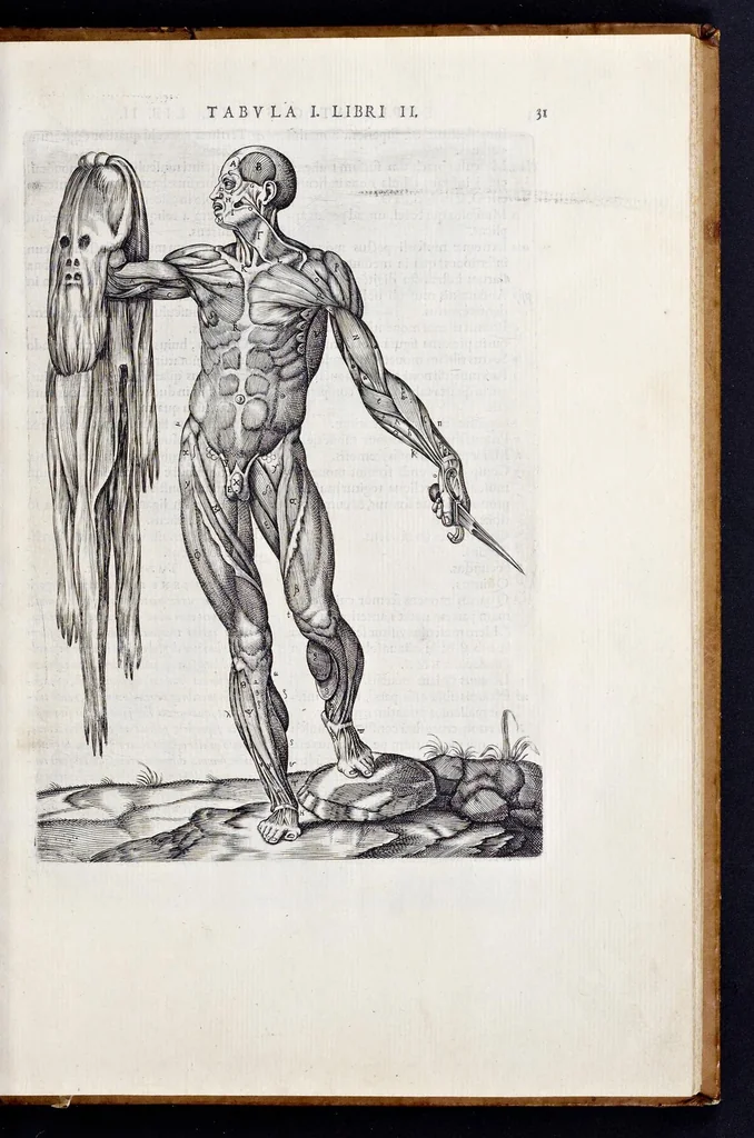 An illustration from Vivae imagines partivm corporis hvmani aereis formis expressae, 1566, leaf 36