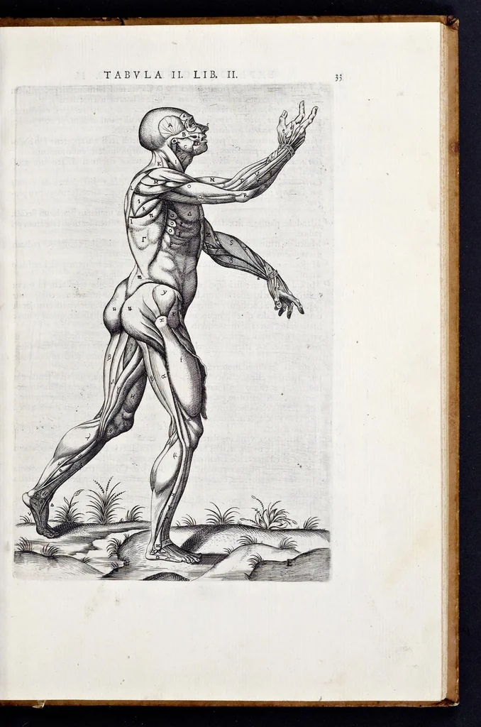 An illustration from Vivae imagines partivm corporis hvmani aereis formis expressae, 1566, leaf 38