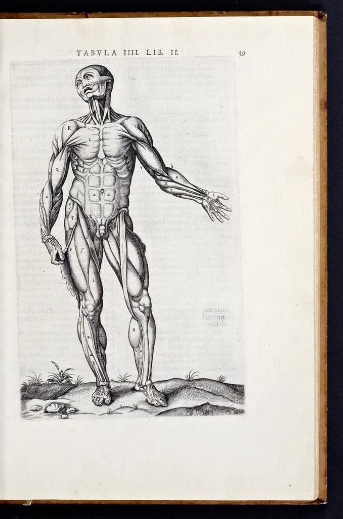 An illustration from Vivae imagines partivm corporis hvmani aereis formis expressae, 1566, leaf 44