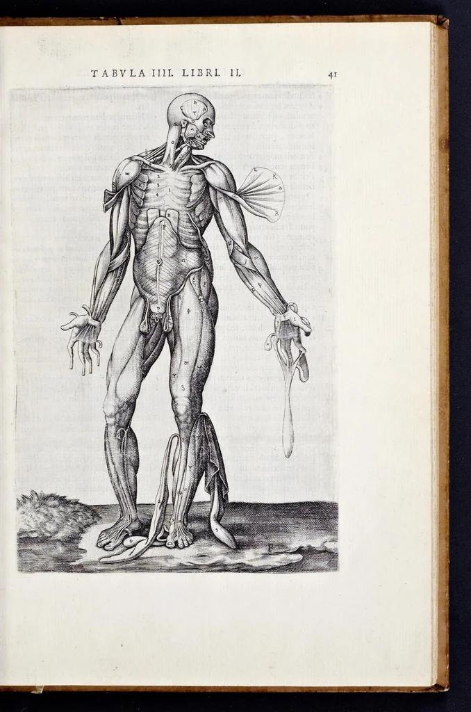 An illustration from Vivae imagines partivm corporis hvmani aereis formis expressae, 1566, leaf 46