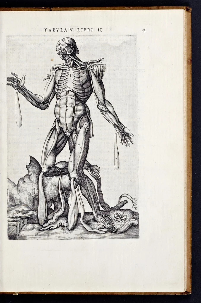 An illustration from Vivae imagines partivm corporis hvmani aereis formis expressae, 1566, leaf 48
