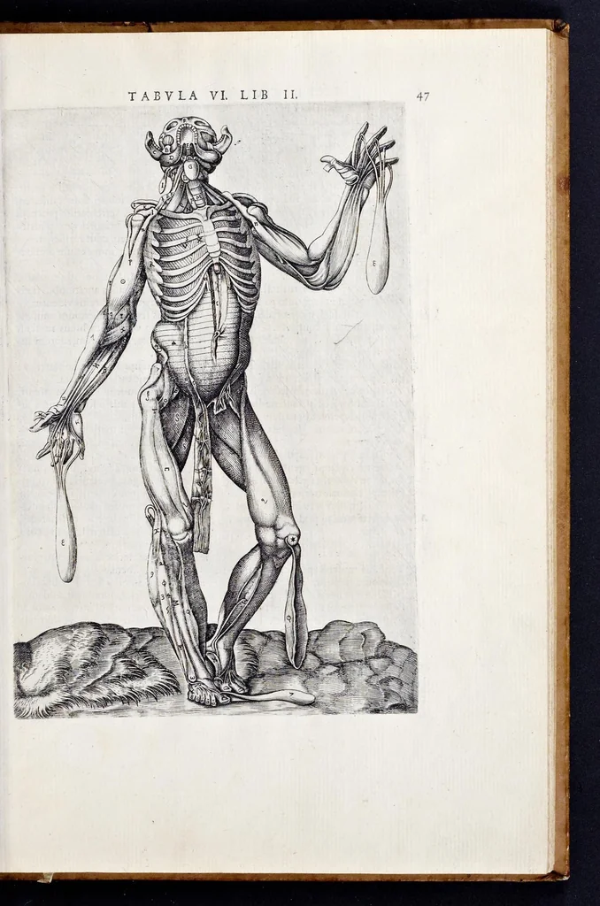 An illustration from Vivae imagines partivm corporis hvmani aereis formis expressae, 1566, leaf 52