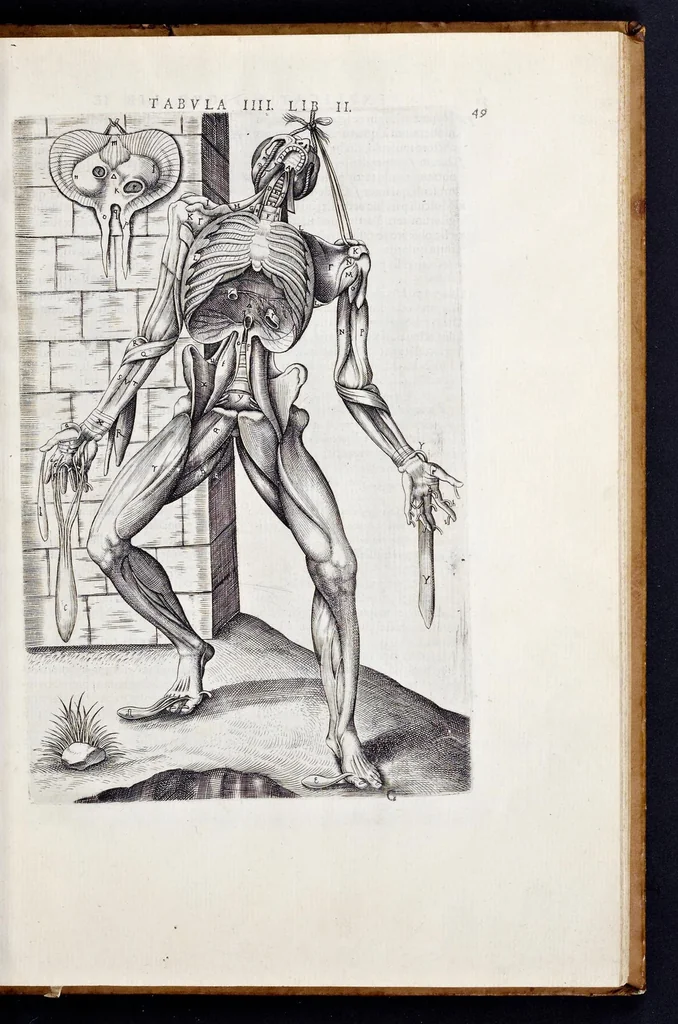 An illustration from Vivae imagines partivm corporis hvmani aereis formis expressae, 1566, leaf 54