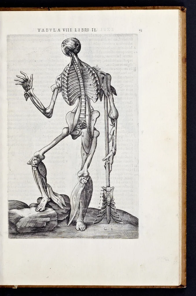 An illustration from Vivae imagines partivm corporis hvmani aereis formis expressae, 1566, leaf 56