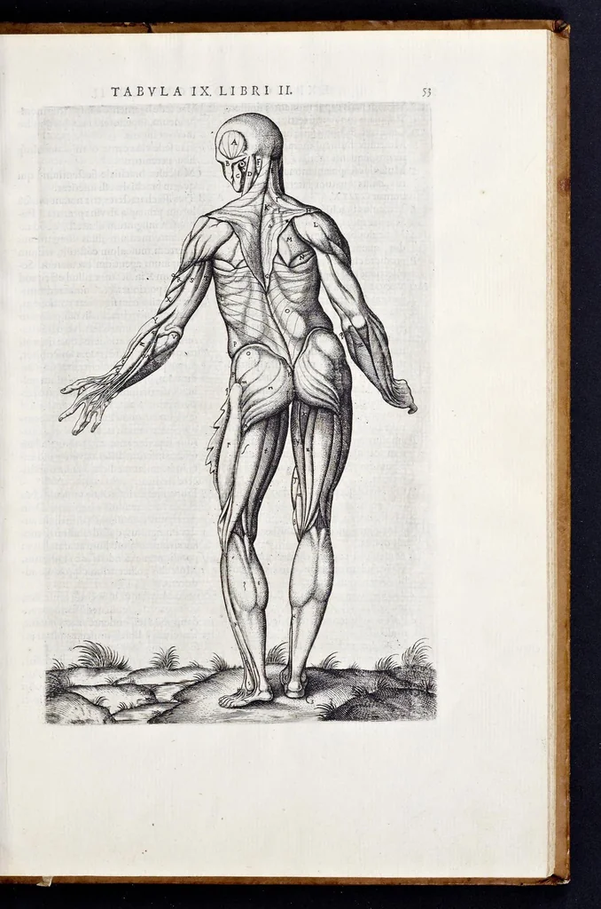 An illustration from Vivae imagines partivm corporis hvmani aereis formis expressae, 1566, leaf 58