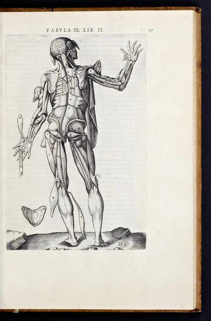 An illustration from Vivae imagines partivm corporis hvmani aereis formis expressae, 1566, leaf 64