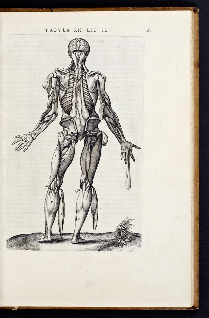 An illustration from Vivae imagines partivm corporis hvmani aereis formis expressae, 1566, leaf 66