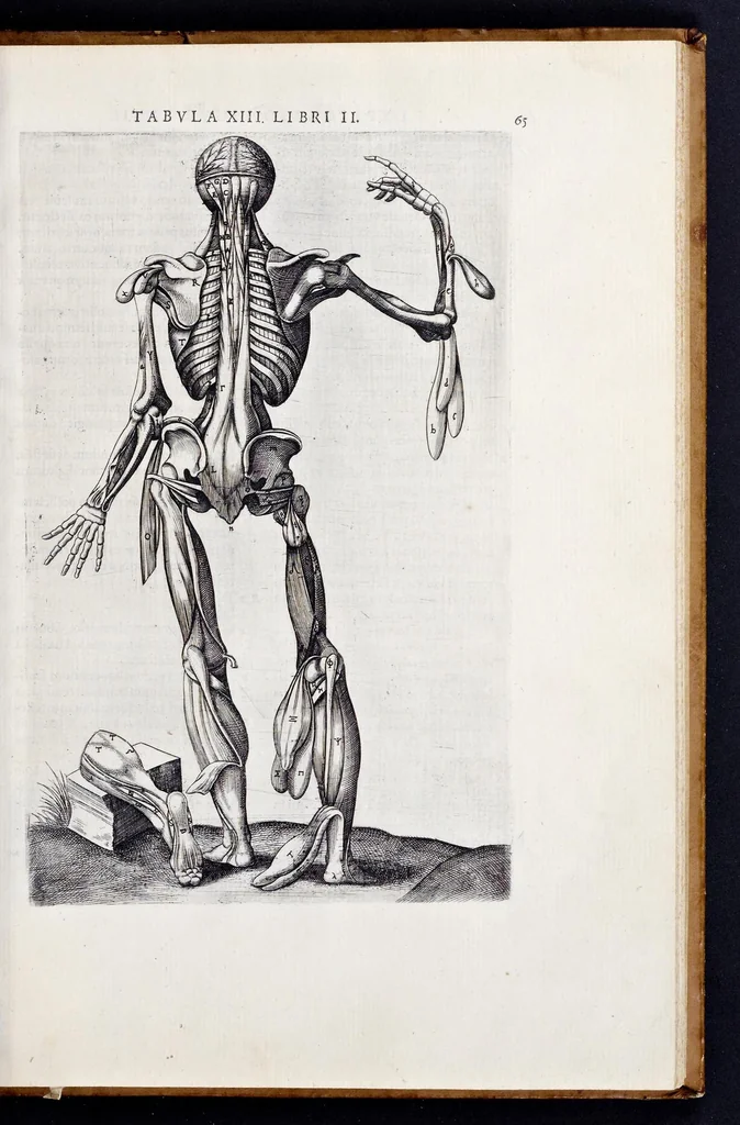 An illustration from Vivae imagines partivm corporis hvmani aereis formis expressae, 1566, leaf 70