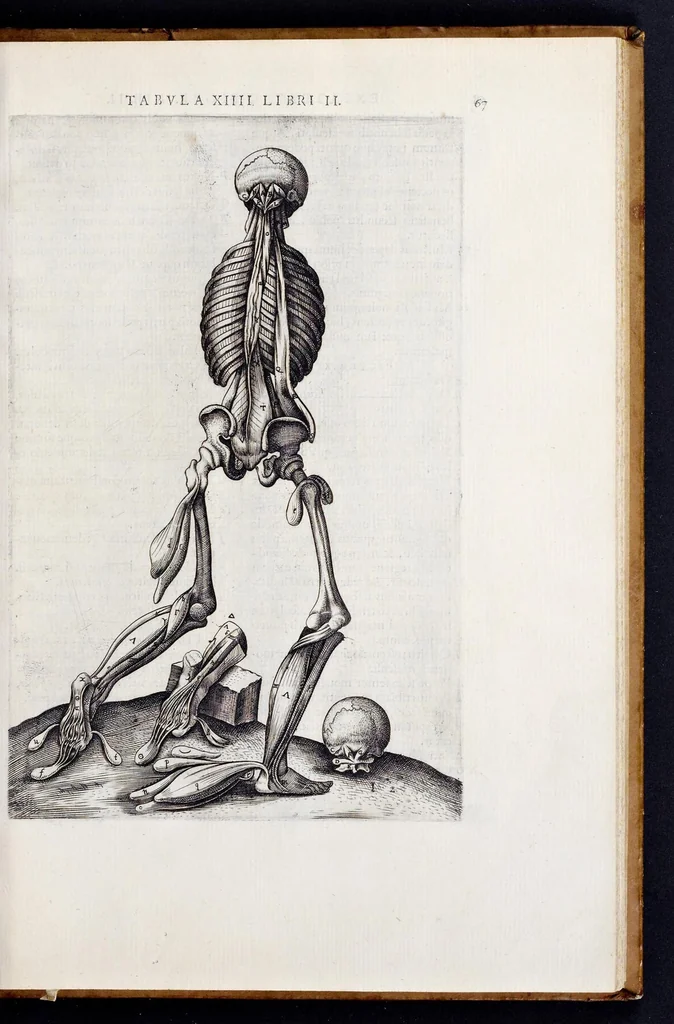 An illustration from Vivae imagines partivm corporis hvmani aereis formis expressae, 1566, leaf 72