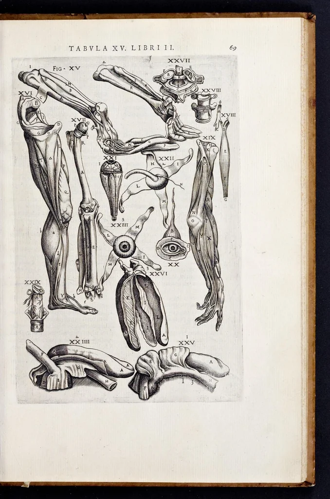 An illustration from Vivae imagines partivm corporis hvmani aereis formis expressae, 1566, leaf 74