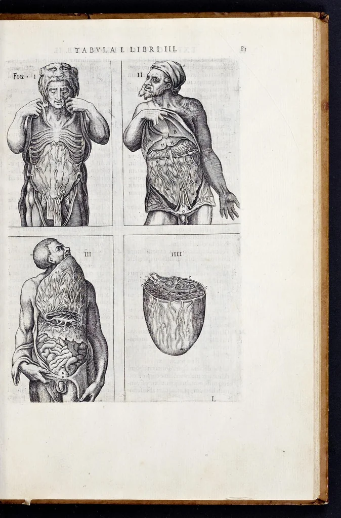 An illustration from Vivae imagines partivm corporis hvmani aereis formis expressae, 1566, leaf 86