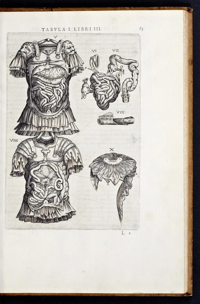 An illustration from Vivae imagines partivm corporis hvmani aereis formis expressae, 1566, leaf 88
